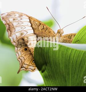 Tropische Schmetterlinge (Parthenos Sylvia) Stockfoto