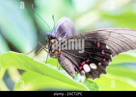 Tropische Schmetterlinge (Parides Iphidamas) Stockfoto