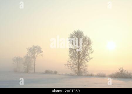 Frosted Bäume im Feld an einem nebligen Morgen im Winter. Stockfoto