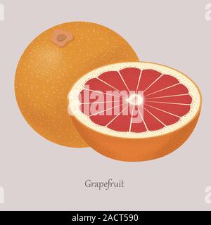 Frische Grapefruit und Pampelmuse Slice, Symbol auf grauem Hintergrund. Stock Vektor