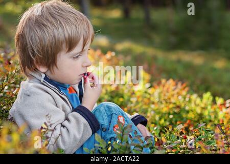 Junge pflücken Heidelbeeren in einem Wald. Heidelbeeren, Vaccinium myrtillus, wilde Europäische Heidelbeere, Whortleberry Stockfoto