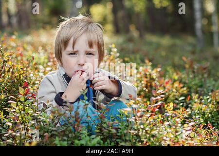 Junge pflücken Heidelbeeren in einem Wald. Heidelbeeren, Vaccinium myrtillus, wilde Europäische Heidelbeere, Whortleberry Stockfoto