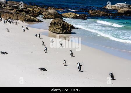 Afrikanische Pinguine Spheniscus demersus (lat.:) am Boulders Beach, Simon's Town, in der Nähe von Kapstadt, Südafrika. Stockfoto