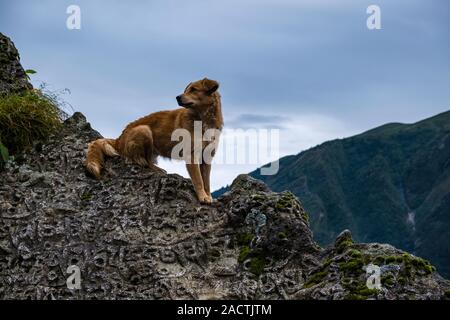 Hund sitzt auf einem Mani Stein mit den eingravierten tibetische Mantra Om Mani Padme Hum Stockfoto