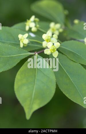 Brennende Busch, Euonymus alatus, Blume Stockfoto