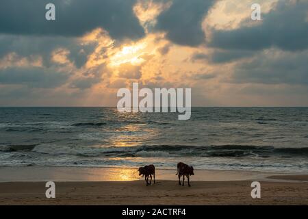 Mehrere Kühe am Strand in Benaulim Goa Indien, vor dem Hintergrund der untergehenden Sonne Stockfoto