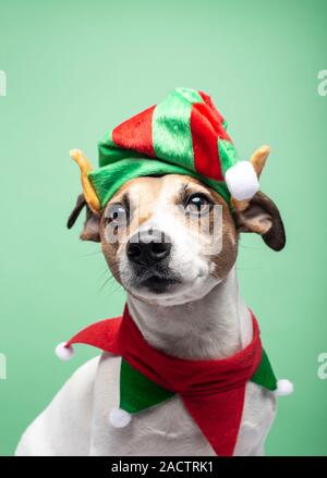 Weihnachten und Neujahr Urlaub Konzept mit hunderasse Jack Russell Terrier mit elf hat Santa Claus Assistant auf grünem Hintergrund Stockfoto