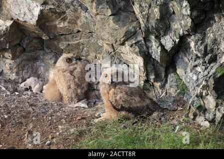 Junge uhus am Nest Stockfoto