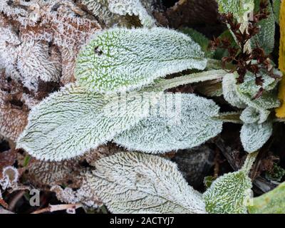 Eiskristalle frost Der silbrige Laub der Boden, die Ohren der Lamm, Stachys byzantina Stockfoto