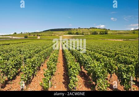 Burgunder Weinberge entlang der "route des Vins" in der Nähe von Beaunes im Sommer, Cote-d ' or, Frankreich Stockfoto