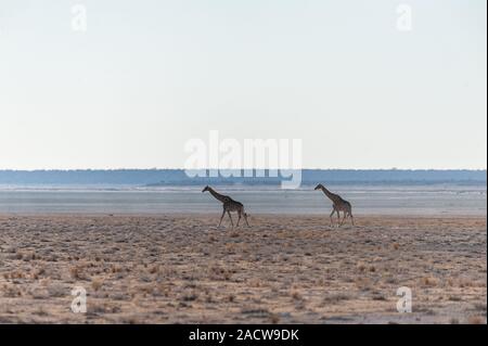 Wide Angle Shot von zwei angolanischen Giraffen - Giraffa giraffa angolensis - illustriert die große Offenheit der Ebenen von Etosha National Park, Namibia. Stockfoto