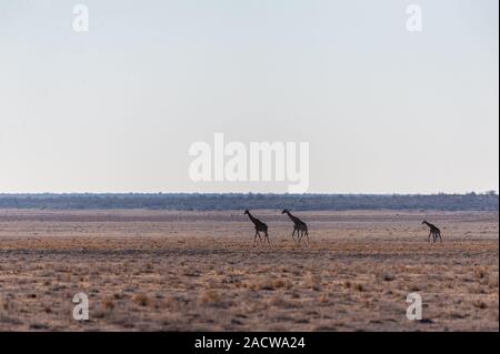 Wide Angle Shot von zwei angolanischen Giraffen - Giraffa giraffa angolensis - illustriert die große Offenheit der Ebenen von Etosha National Park, Namibia. Stockfoto