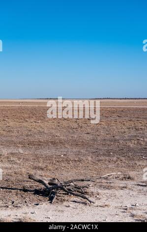 Einen Eindruck von der kargen Landschaft des Etosha National Park, Namibia Stockfoto