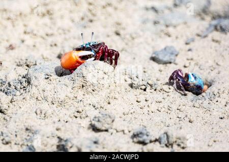 Fiddler crab mit großen Krallen auf schlammigem Boden, Sansibar Stockfoto