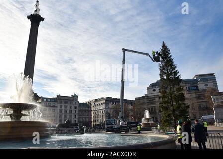 Trafalgar Square, London, UK. 3. Dezember 2019. Die traditionelle Weihnachtsbaum ist in Trafalgar Square installiert. Quelle: Matthew Chattle/Alamy leben Nachrichten Stockfoto