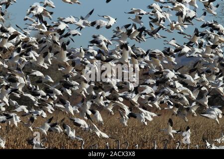 Snow Lake im Flug Bosque Del Apache Stockfoto