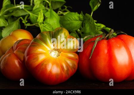 Rote Tomaten und Basilikum auf einem dunklen Hintergrund Stockfoto