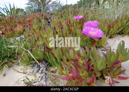 Essbaren Mittagessen Blume, Carpobrotus edulis, Hottentot Abb. Atlantic, Algarve, Portugal, Europa Stockfoto