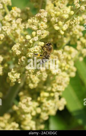 Rhus typhina, Essig Baum, Sumac Stockfoto