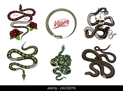 Satz von Schlangen Reptilien. Schlange Kobra und Python und giftige Viper. Graviert Hand gezeichnet alte Skizze für Tattoo. Vintage anaconda für Aufkleber oder Logo Stock Vektor