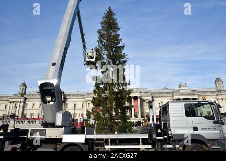 Trafalgar Square, London, UK. 3. Dezember 2019. Die traditionelle Weihnachtsbaum ist in Trafalgar Square installiert. Quelle: Matthew Chattle/Alamy leben Nachrichten Stockfoto