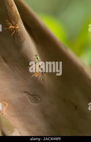 Ameisen arbeiten sehr hart. Die Sorge treibt. ant zu Fuß auf den Baum im Wald, Nahaufnahme Stockfoto