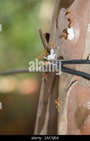 Rote Ameisen auf dem Baum und Grün, Hintergrund, Nahaufnahme Stockfoto