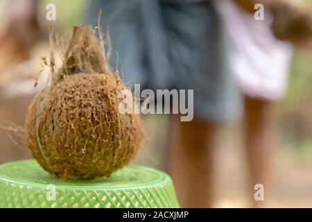 Nahaufnahme von frische Kokosnüsse auf Natur Hintergrund, Stockfoto