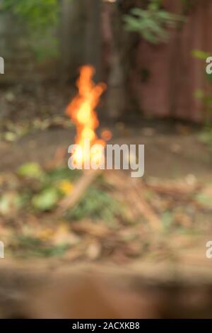 Feuer Grün und trockenen Coconut Tree Blatt im Garten brennen Stockfoto