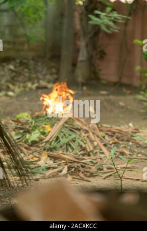 Feuer Grün und trockenen Coconut Tree Blatt im Garten brennen Stockfoto