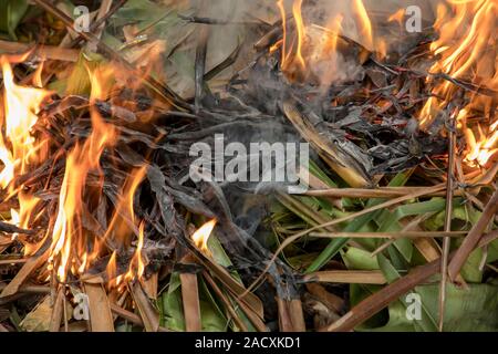 Feuer Grün und trockenen Coconut Tree Blatt im Garten brennen Stockfoto