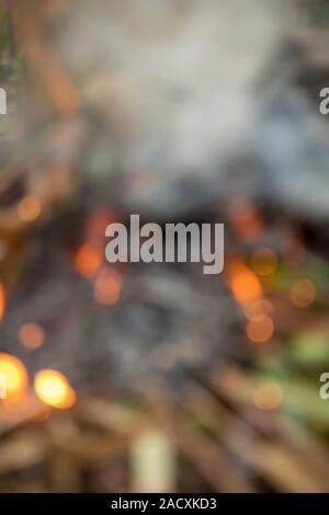 Feuer Grün und trockenen Coconut Tree Blatt im Garten brennen Stockfoto