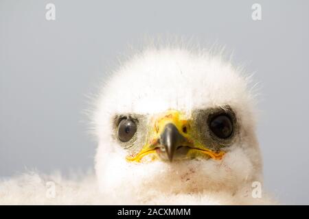 Wunderschöne weiße Raubvogel Küken: Rough-legged Buzzard. Nowaja Semlja Tundra 3. Stockfoto