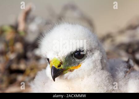 Wunderschöne weiße Raubvogel Küken: Rough-legged Buzzard. Nowaja Semlja Tundra 2 Stockfoto