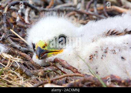 Wunderschöne weiße Raubvogel Küken: Rough-legged Buzzard. Nowaja Semlja Tundra 3. Stockfoto