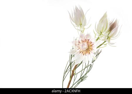 Blume eines Serruria Florida, auf weißem Hintergrund Stockfoto