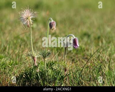 Pasque flower, Küchenschelle, Pulsatilla vulgaris Stockfoto