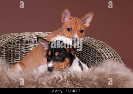 Basenji, afrikanischen Busch Hund oder Kongo Hund Stockfoto