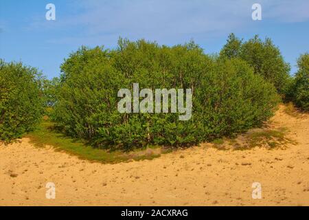 Grüne Düne: Anpflanzung von Wäldern ist fester Sand und angenehmen Landschaft erstellen Stockfoto