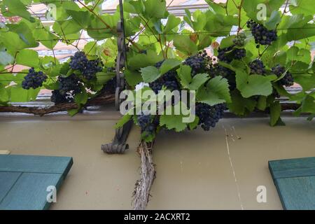 Sommerach am Main, Landkreis Kitzingen, Unterfranken, Bayern, Deutschland Stockfoto