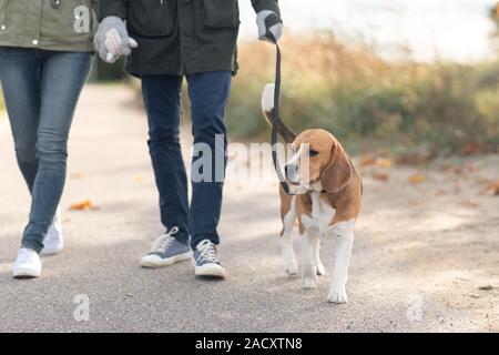 Haustier, Haustiere und Menschen Konzept - Paar mit Beagle Hund an der Leine im Herbst Stockfoto