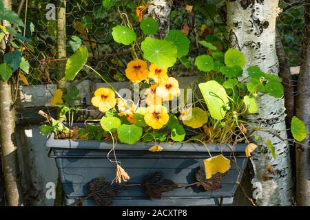 Schwarze Blumenkübel mit orangefarbenen Blumen und grüne Blätter der indischen Kresse, zwischen White birch Stams Stockfoto