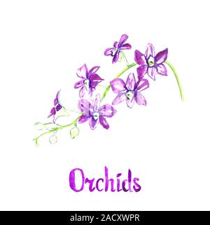Dendrobium Orchideen Blumen auf weißem Hand isoliert gemalte Aquarell Abbildung mit handschriftlichen Aufschrift Stockfoto