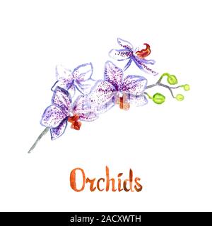 Phalaenopsis Orchidee Blumen auf weißem Hand isoliert gemalte Aquarell Abbildung mit handschriftlichen Aufschrift Stockfoto