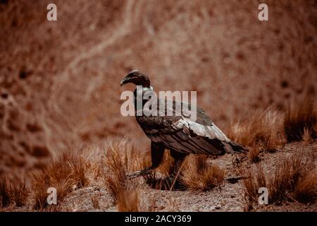 Andenkondor, Vultur gryphus, große Greifvögel. Geier in den Stein. In der Natur Lebensraum Vogel Stockfoto