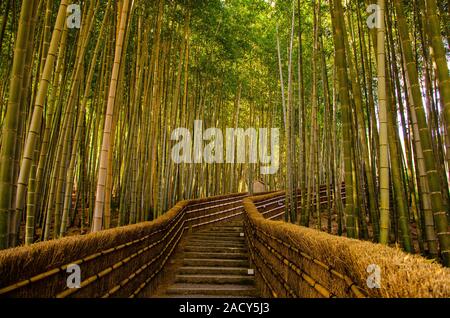 Arashiyama, Bambus Wald in Kyoto, Japan Stockfoto