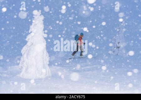 Skifahrer, Snow Drift, Dundret Naturschutzgebiet, Lappland, Schweden Stockfoto