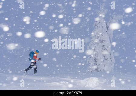 Skifahrer, Snow Drift, Dundret Naturschutzgebiet, Lappland, Schweden Stockfoto