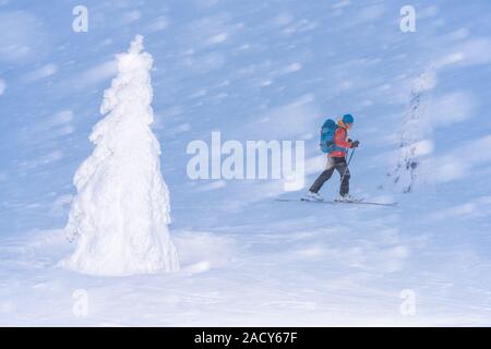 Skifahrer, Snow Drift, Dundret Naturschutzgebiet, Lappland, Schweden Stockfoto