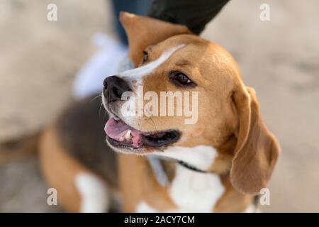 Haustiere und Tiere Konzept - aus der Nähe von Beagle Hund Stockfoto